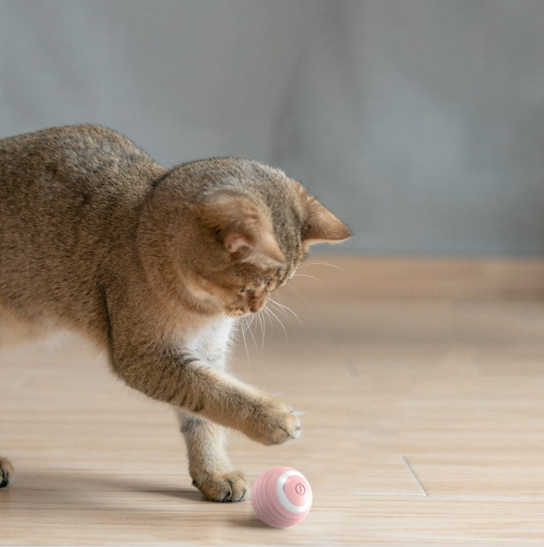 Cat playing with a pink toy on a wooden floor